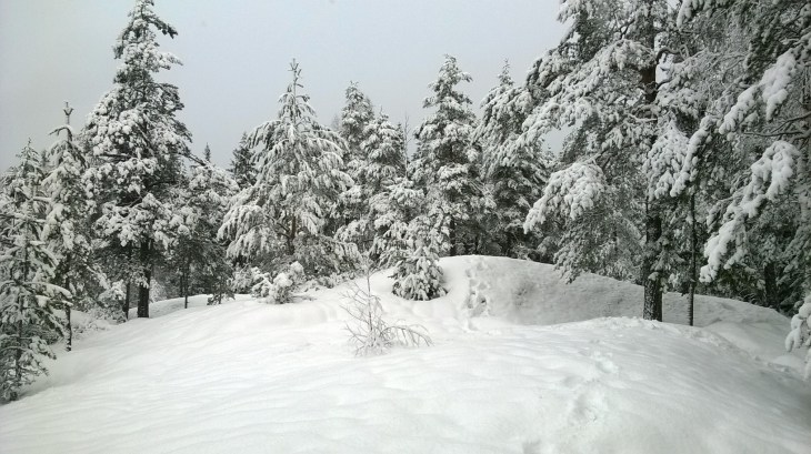 WP_20150205_12_35_44_Pro