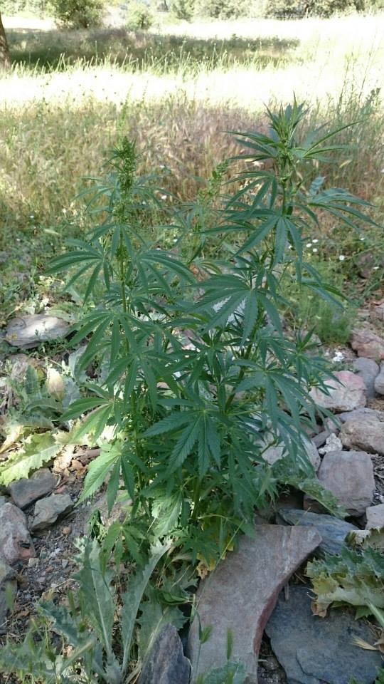 11202438_10155813818725343_2182098111976159357_n